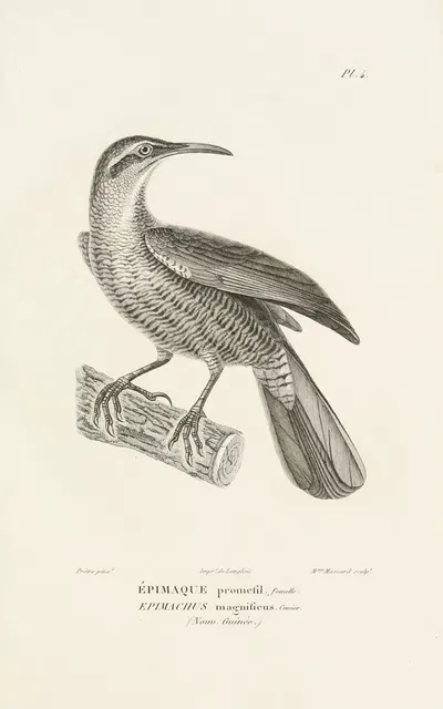 Centurie zoologique Pl.04 by René-Primevère Lesson, 1830-1832 — digital art print download