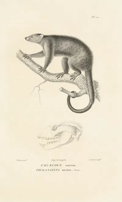 Centurie zoologique Pl.10 by René-Primevère Lesson, 1830-1832 — digital art print download