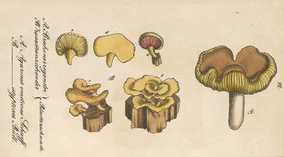 Agaricus emeticus, Agaricus stypticus by Eduard Winkler, 1831 — digital art print download