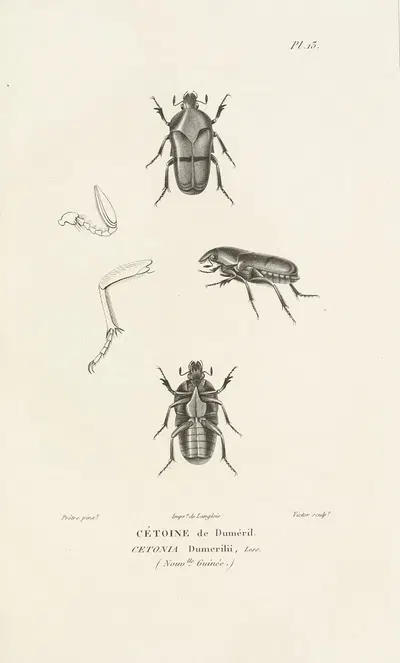 Centurie zoologique Pl.13 by René-Primevère Lesson, 1830-1832 — digital art print download
