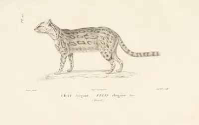 Centurie zoologique Pl.21 by René-Primevère Lesson, 1830-1832 — digital art print download