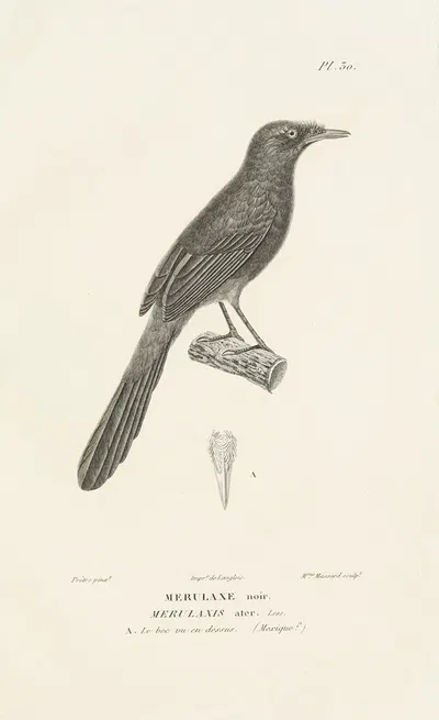 Centurie zoologique Pl.30 by René-Primevère Lesson, 1830-1832 — digital art print download
