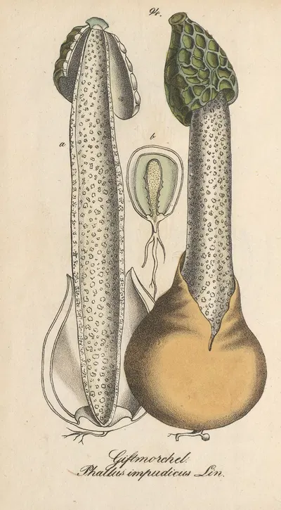 Phallus impudicus by Eduard Winkler, 1831 — digital art print download
