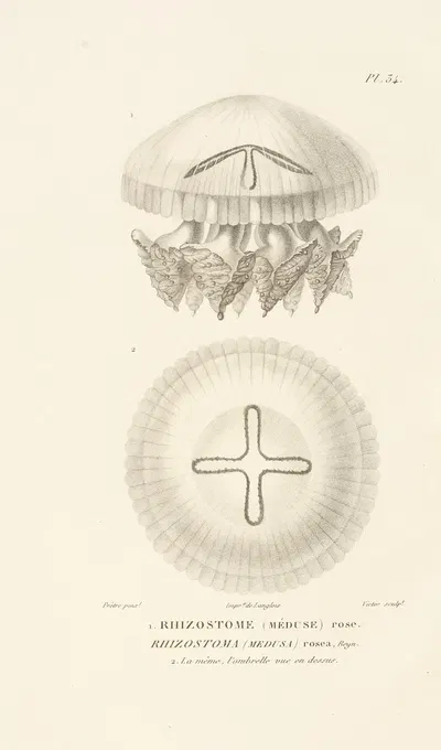 Centurie zoologique Pl.34 by René-Primevère Lesson, 1830-1832 — digital art print download