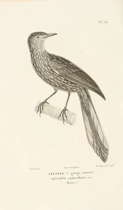 Centurie zoologique Pl.36 by René-Primevère Lesson, 1830-1832 — digital art print download