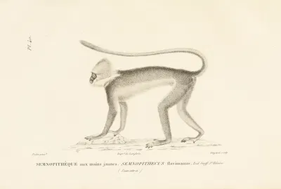 Centurie zoologique Pl.40 by René-Primevère Lesson, 1830-1832 — digital art print download