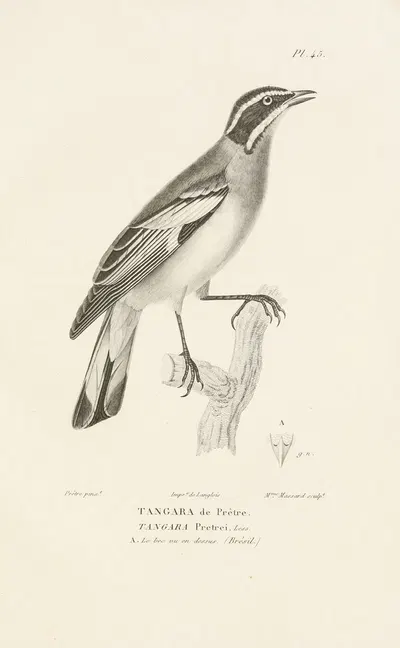 Centurie zoologique Pl.45 by René-Primevère Lesson, 1830-1832 — digital art print download