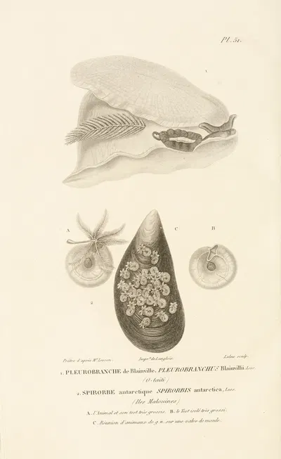 Centurie zoologique Pl.51 by René-Primevère Lesson, 1830-1832 — digital art print download