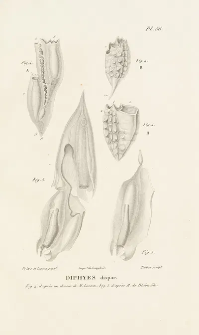 Centurie zoologique Pl.56 by René-Primevère Lesson, 1830-1832 — digital art print download