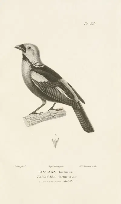 Centurie zoologique Pl.57 by René-Primevère Lesson, 1830-1832 — digital art print download