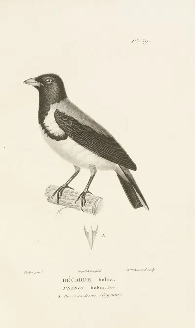 Centurie zoologique Pl.58 by René-Primevère Lesson, 1830-1832 — digital art print download