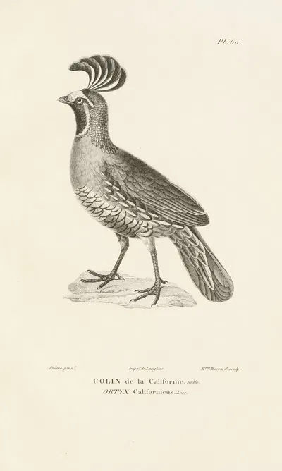 Centurie zoologique Pl.59 by René-Primevère Lesson, 1830-1832 — digital art print download