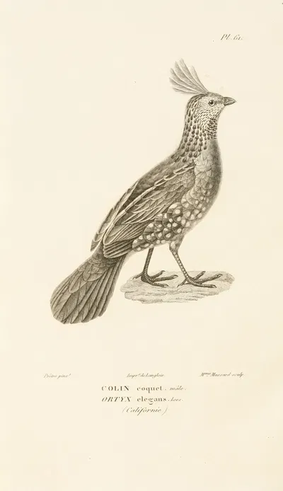 Centurie zoologique Pl.60 by René-Primevère Lesson, 1830-1832 — digital art print download