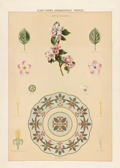 Apple blossom by Grace Carter, 1874 — digital art print download