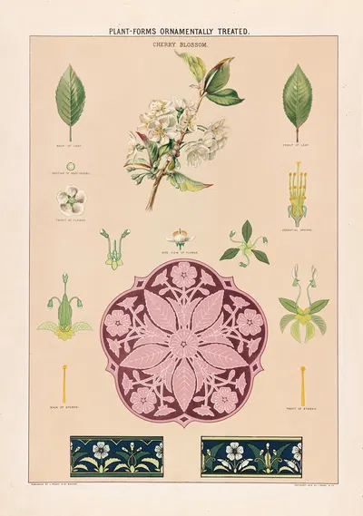 Cherry blossom by Grace Carter, 1874 — digital art print download