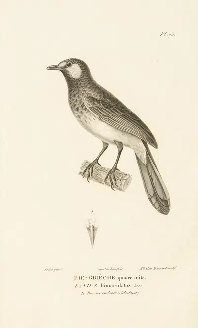 Centurie zoologique Pl.74 by René-Primevère Lesson, 1830-1832 — digital art print download