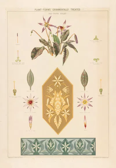 Dog-tooth violet by Grace Carter, 1874 — digital art print download