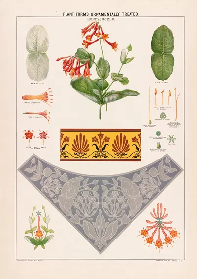 Honeysuckle by Grace Carter, 1874 — digital art print download
