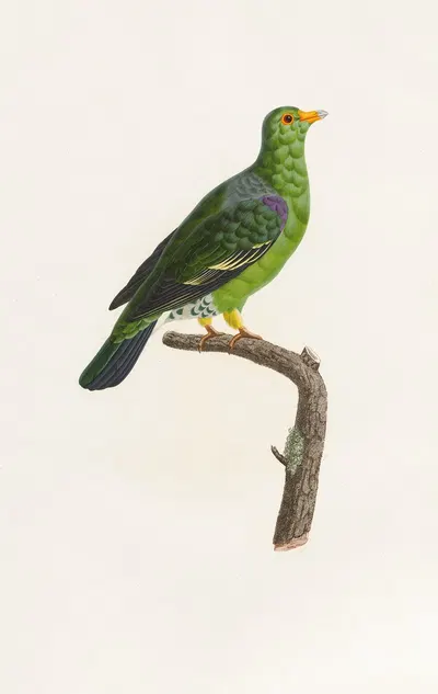 Les pigeons Pl.07 by Coenraad Jacob Temminck, 1808 — digital art print download
