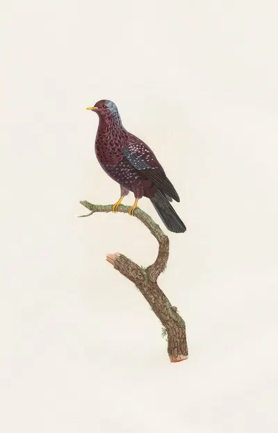 Les pigeons Pl.16 by Coenraad Jacob Temminck, 1808 — digital art print download