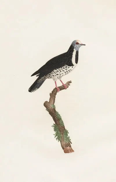 Les pigeons Pl.17 by Coenraad Jacob Temminck, 1808 — digital art print download