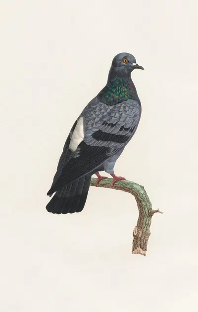 Les pigeons Pl.23 by Coenraad Jacob Temminck, 1808 — digital art print download