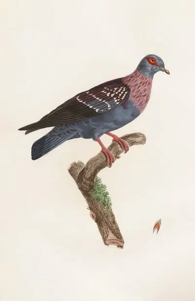 Les pigeons Pl.27 by Coenraad Jacob Temminck, 1808 — digital art print download