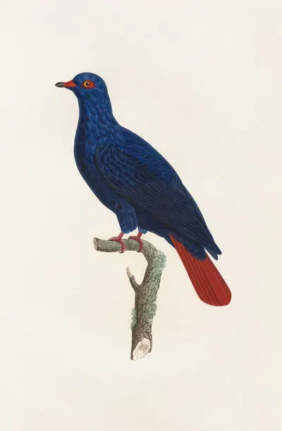 Les pigeons Pl.28 by Coenraad Jacob Temminck, 1808 — digital art print download