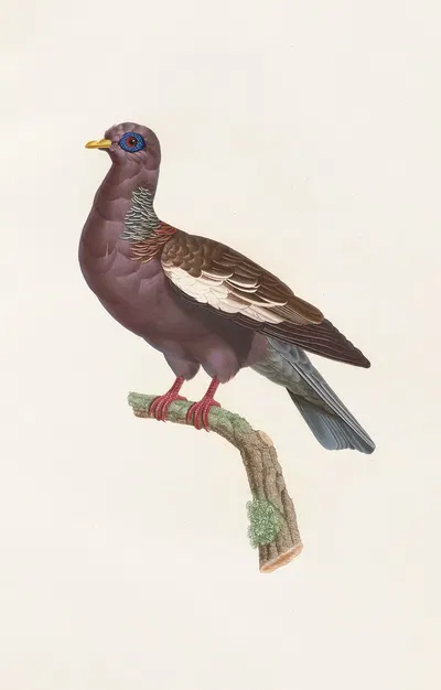 Les pigeons Pl.29 by Coenraad Jacob Temminck, 1808 — digital art print download
