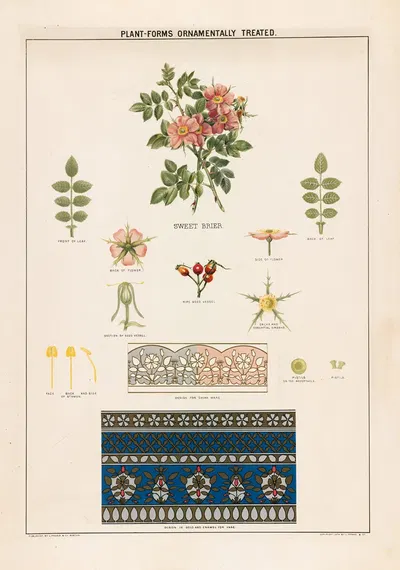 Sweet briar by Grace Carter, 1874 — digital art print download