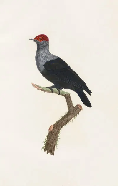 Les pigeons Pl.31 by Coenraad Jacob Temminck, 1808 — digital art print download