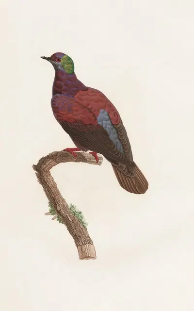 Les pigeons Pl.35 by Coenraad Jacob Temminck, 1808 — digital art print download