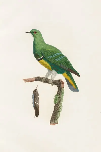 Les pigeons Pl.44 by Coenraad Jacob Temminck, 1808 — digital art print download