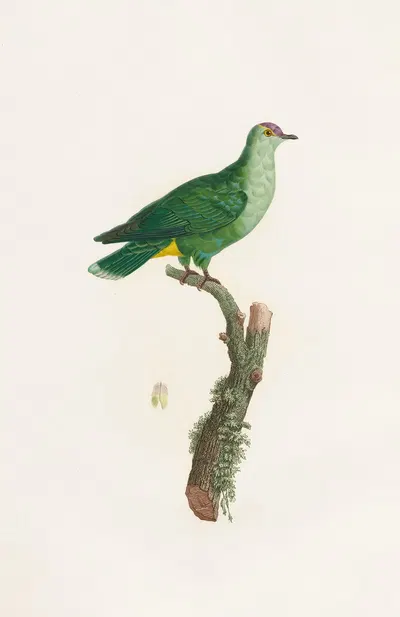 Les pigeons Pl.46 by Coenraad Jacob Temminck, 1808 — digital art print download