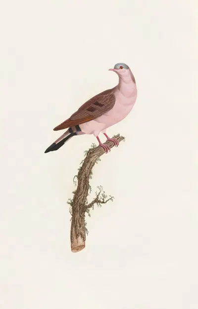 Les pigeons Pl.50 by Coenraad Jacob Temminck, 1808 — digital art print download