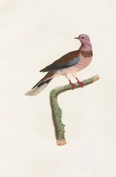Les pigeons Pl.57 by Coenraad Jacob Temminck, 1808 — digital art print download