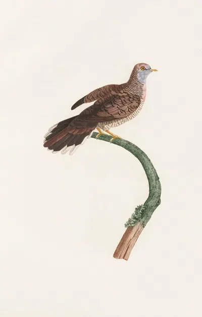 Les pigeons Pl.59 by Coenraad Jacob Temminck, 1808 — digital art print download