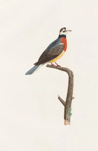 Les pigeons Pl.63 by Coenraad Jacob Temminck, 1808 — digital art print download