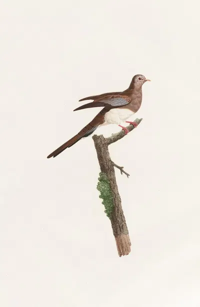 Les pigeons Pl.65 by Coenraad Jacob Temminck, 1808 — digital art print download