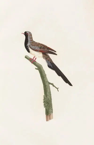 Les pigeons Pl.66 by Coenraad Jacob Temminck, 1808 — digital art print download