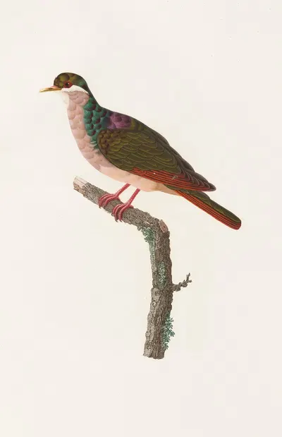 Les pigeons Pl.68 by Coenraad Jacob Temminck, 1808 — digital art print download