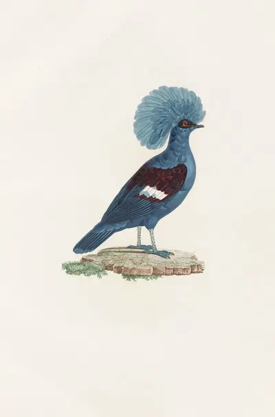 Les pigeons Pl.72 by Coenraad Jacob Temminck, 1808 — digital art print download