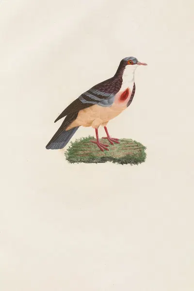 Les pigeons Pl.79 by Coenraad Jacob Temminck, 1808 — digital art print download