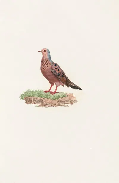 Les pigeons Pl.85 by Coenraad Jacob Temminck, 1808 — digital art print download