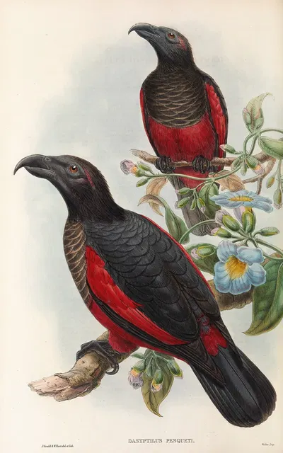 The Birds of New Guinea and the adjacent Papuan islands Pl.33 by John Gould, 1875 — digital art print download
