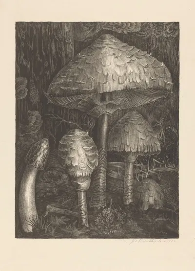 Mushrooms by Jo van Oosten Slingeland, 1922 — digital art print download
