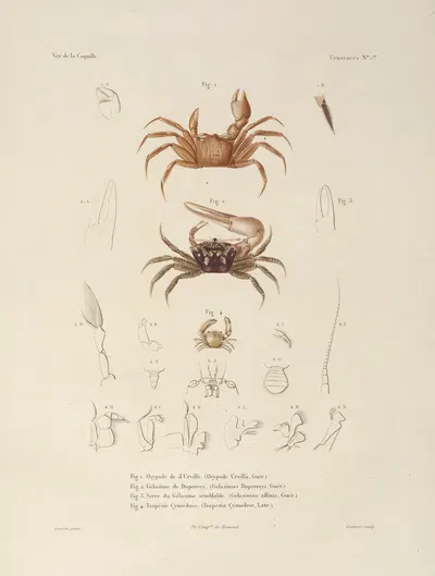 Voyage autour du monde Pl.062 by Louis-Isidore Duperrey, 1825-1830 — digital art print download