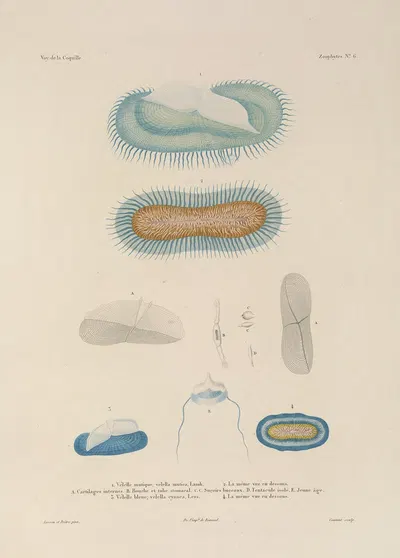 Voyage autour du monde Pl.093 by Louis-Isidore Duperrey, 1825-1830 — digital art print download