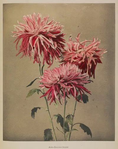 Asa-dsuma-bune by Kazumasa Ogawa, 1896 — digital art print download