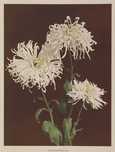 Chrysanthemum by Kazumasa Ogawa, 1896 — digital art print download